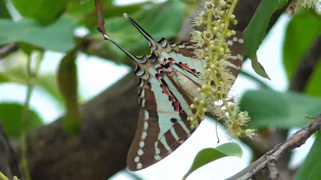 Spot Swordtail Butterfly - Graphium nomius