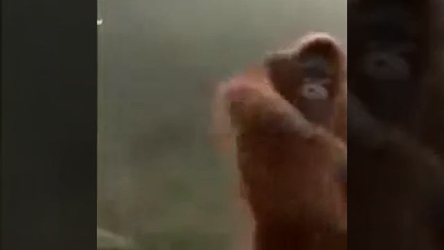 обезьяна жжет