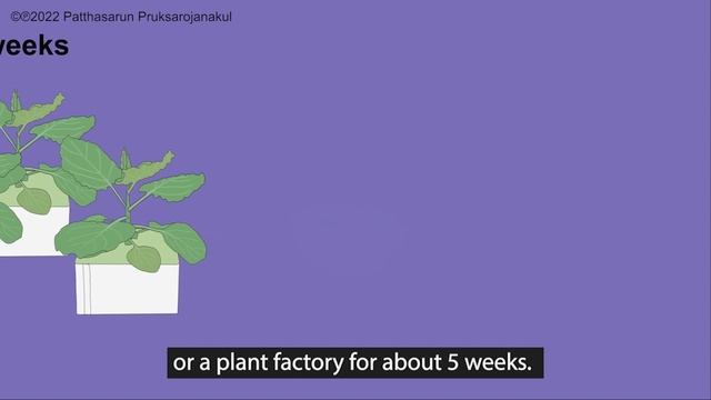 Science Notes | Ep. 1 Agrobacterium-mediated transient expression