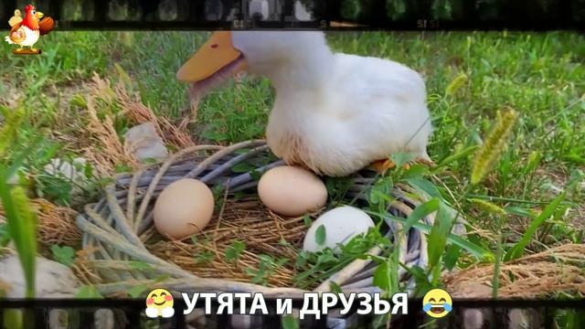 Утята с друзьями – мир нежных эмоций 🤗 эпизод (14)
