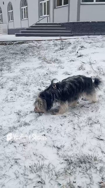 What a cunning hare confused his tracks Какой хитрый заяц запутал свои следы