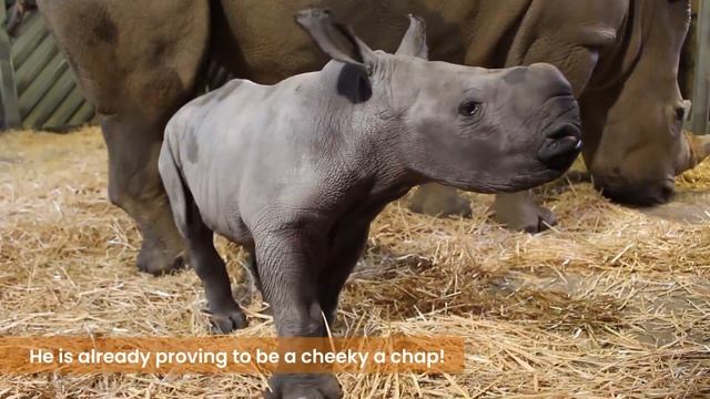 6th White rhino calf born at Colchester Zoo!