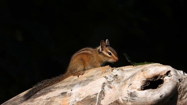 Townsend's Chipmunk