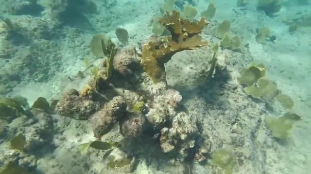 Grand Cayman 2020