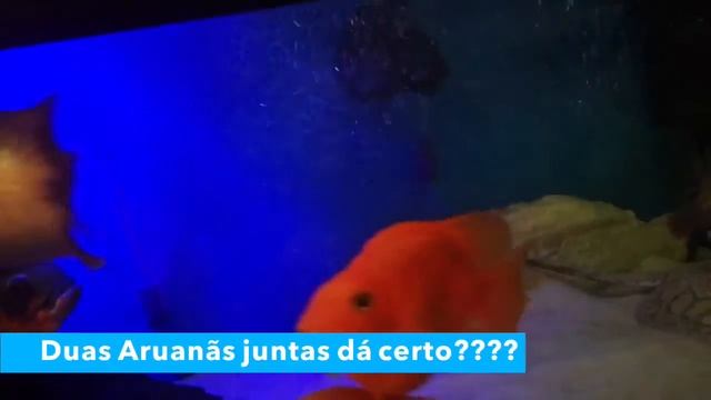 Aquarismo Jumbo - Aruanãs juntas dão certo?