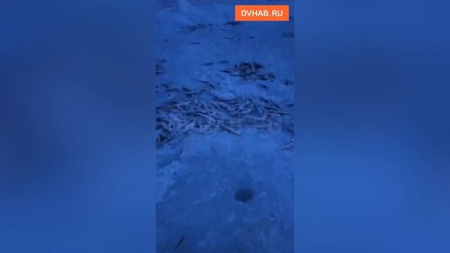 Кладбище наваги оставили после себя рыбаки