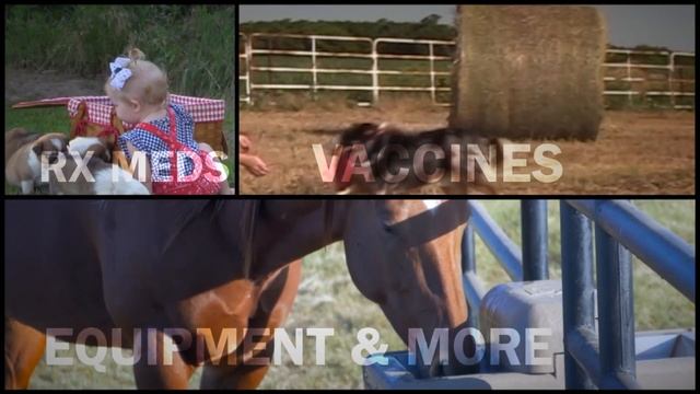 DocTalk - Technology Update in Cattle with Dr. Paul Koffman