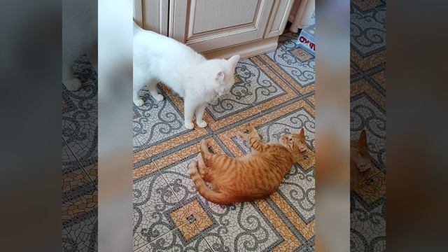 Два кота