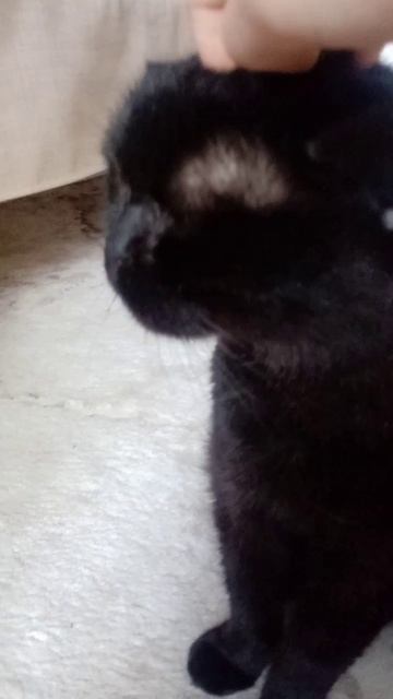 котик