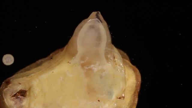 Button Slug Erupts with Fly Parasitoid at The Caterpillar Lab