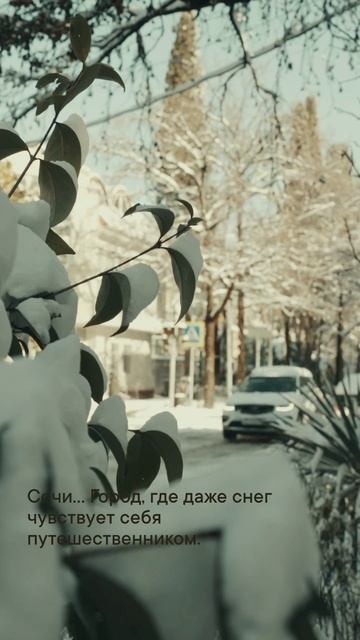Сочи… Город, где даже снег чувствует себя путешественником.