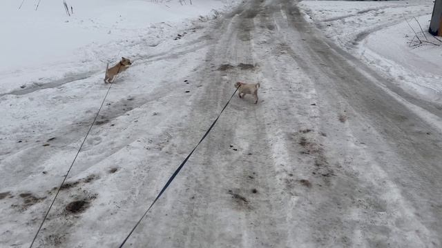 Куба и Дениска гуляют на улице и первый раз на поводках