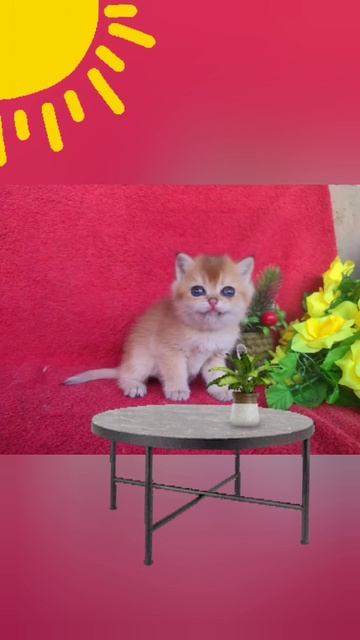 Шотландский котенок поет