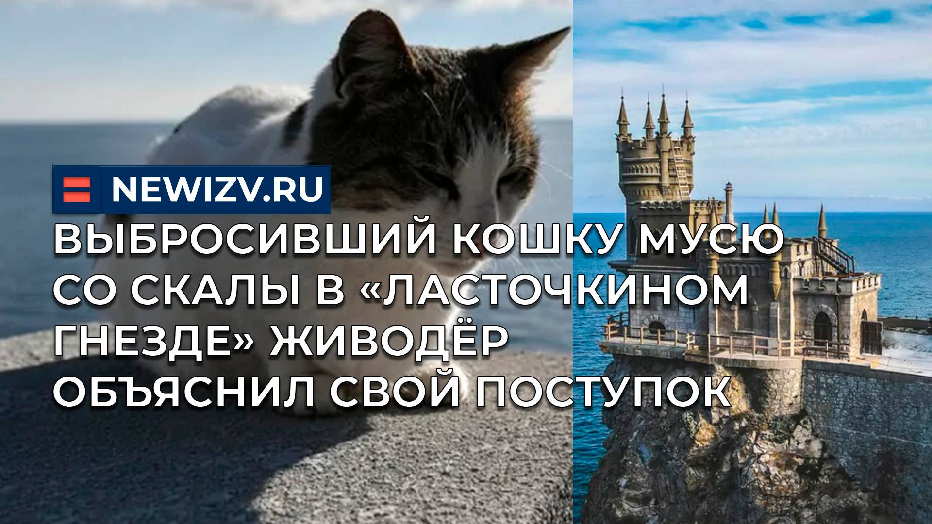 Выбросивший кошку Мусю со скалы в «Ласточкином гнезде» живодёр объяснил свой поступок