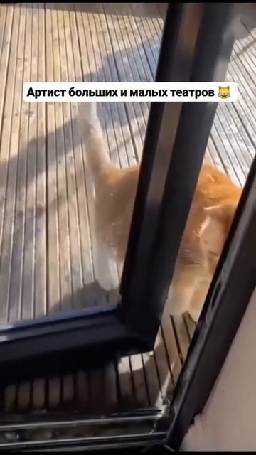Артист больших и малых театров😹