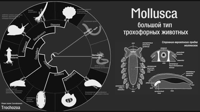 Тип Моллюски. Состав