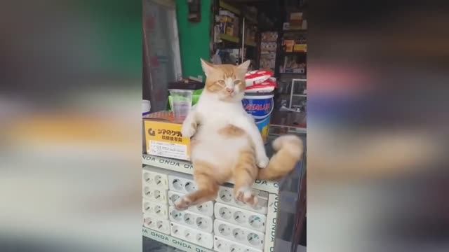 🤣🤣🤣 СМЕШНЫЕ ЖИВОТНЫЕ ЛУЧШИЕ ПРИКОЛЫ С КОТАМИ, СОБАКАМИ, ЖИВОТНЫЕ, СМЕШНЫЕ ВИДЕО