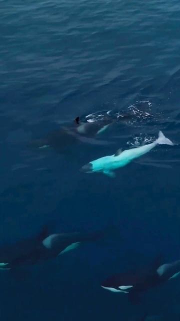 White whale 🤍 Orca Albinos 🤍🖤#beautiful #dolphin #orca #nature #ocean #whale #киты #animals