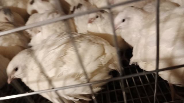 Вечерний поход к перепелкам