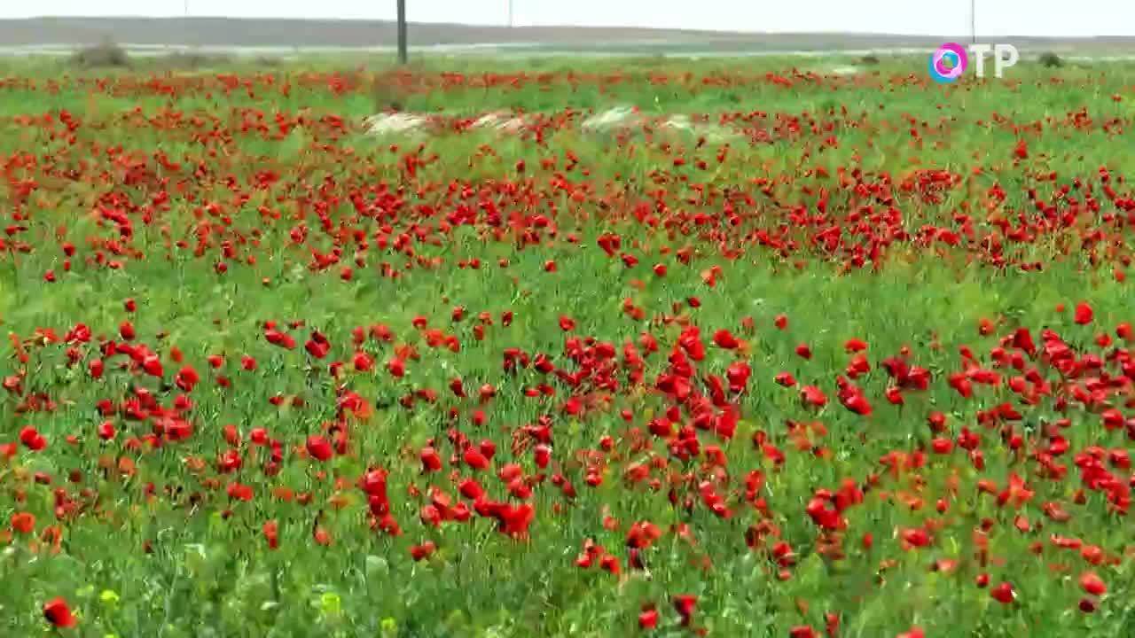 Трапеза в степи. Как правильно приготовить мясо в яме и получить истинное удовольствие от еды?