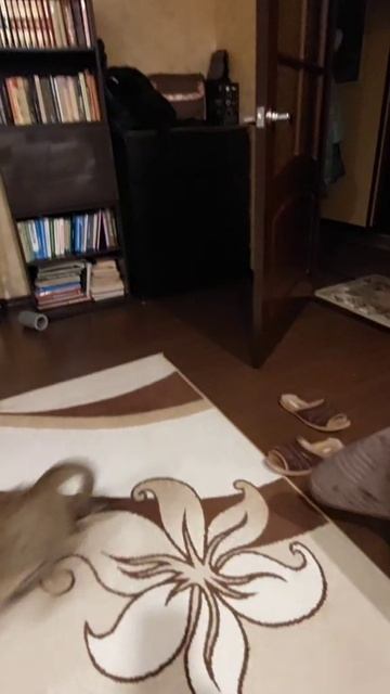 кот играет и прыгает