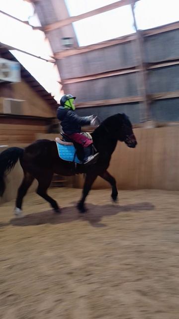 Лера и Аквилон. Подъем в галоп в углу. #horse #equestrian #лошади #pony