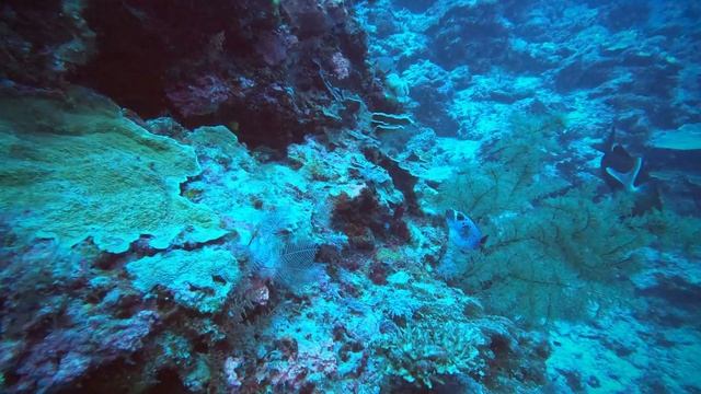 Sipadan, Coral Garden | The land of giant bumphead parrotfish