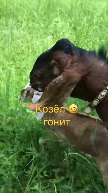 У козла начался гон.