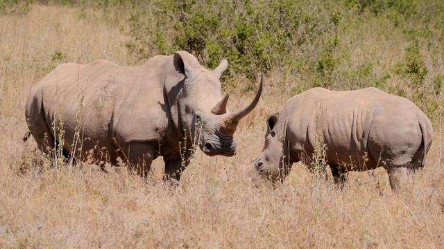 White Rhinoceros in Kenya.