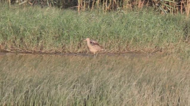 Far Eastern curlew vs. Whimbrel 黦鷸 vs. 中杓鷸