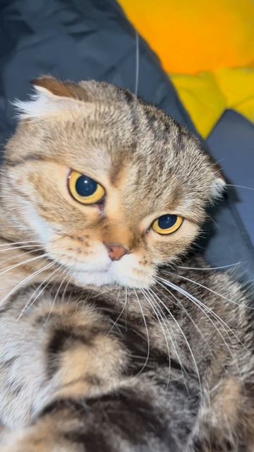 Злая Шотландская вислоухая кошка 🐱