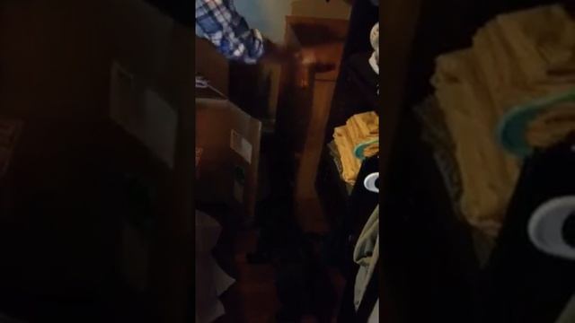 How to catch a possum in Daytona Beach