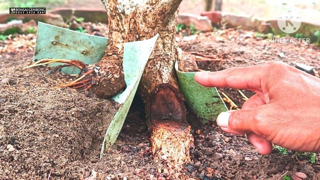 Proses Tahap Keempat Membuat Anak Cabang Akar Geometri