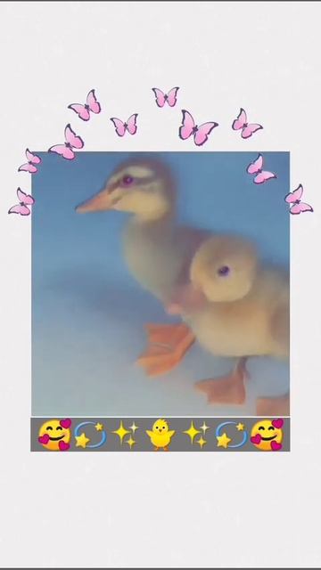 #cute #baby #duck #viralshorts ✨🐥🥰