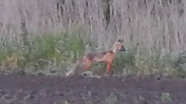 Шакал
