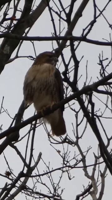 Red tailed hawk