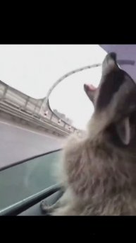 ШЕРСТЯНЫЕ #Рекомендации #ЛучшаяМимикасИИ #покапибаримся #УютныеРецепты #формулалюбви