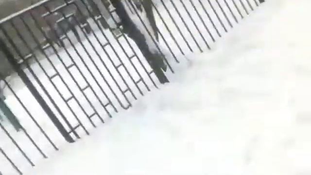 Копия видео "Рада Ильвовская гуляет с собакой"