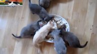 NAUGHTY CAT l SCRATCH HERSEFT IN THE MIRROR l FEED CAT BABIES