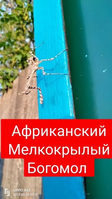 Богомол Африканский в Казахстане ...