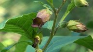 Tollkirsche Atropa belladonna