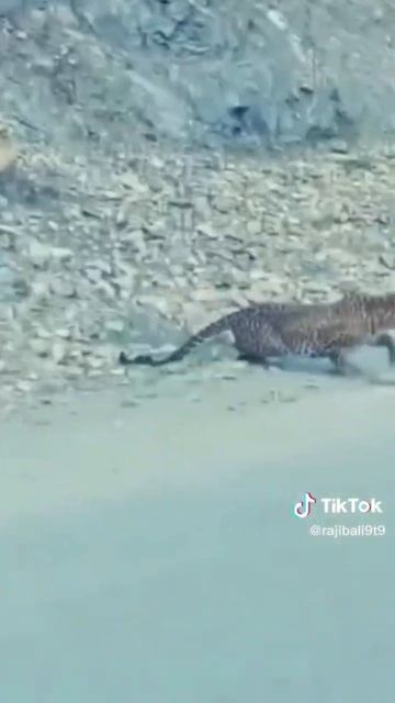 Cheeta Drop from mountain in Pakistan Mirpur plz subscribe