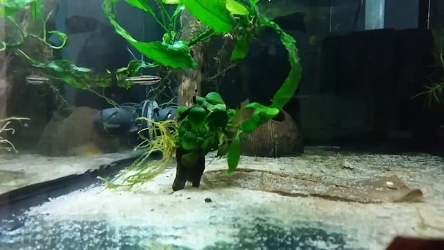01 - Apistogramma Borellii "Opal"