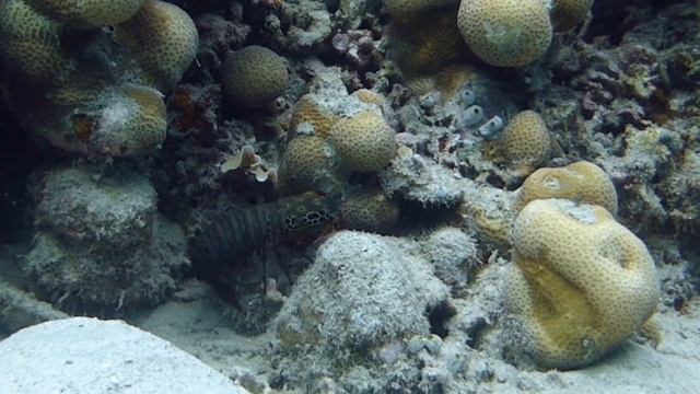 Mantis Shrimp swimming