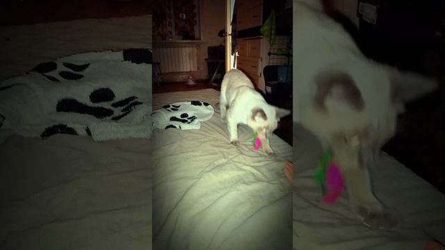 Мой кот меня дрессирует...часть 1