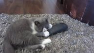 Paavi's lazy play with unusual toy