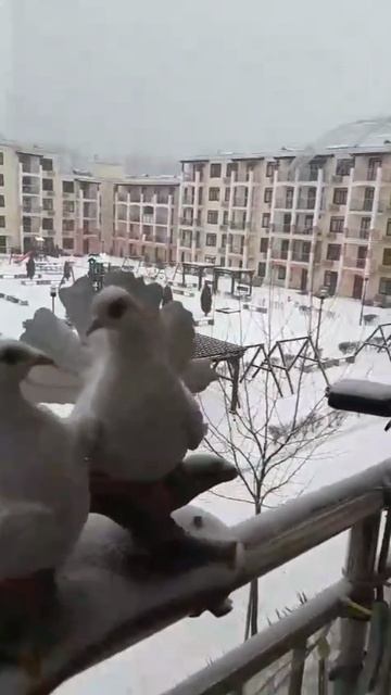 В конце Февраля в Сукко пришла зима. ЖК Кипарис (Holiday House). Кипарисовое озеро Сукко.