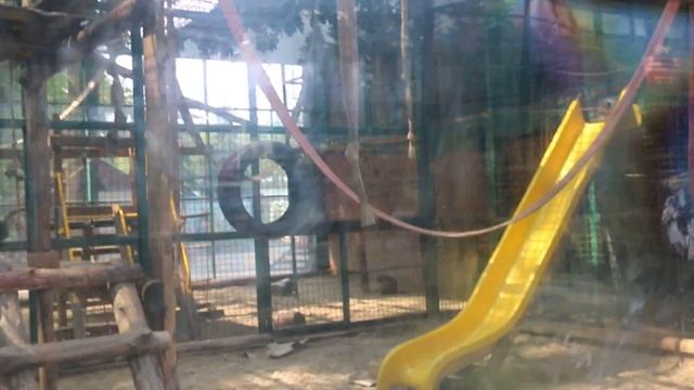 Funny Chimpanzee/Смешная Обезьяна/Feldman Ecopark at Kharkiv, Ukraine