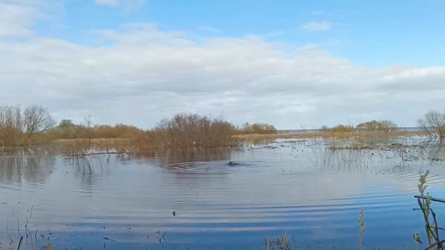 Охота с подсадной . Не густо но и не пусто .