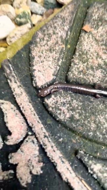 Salamander